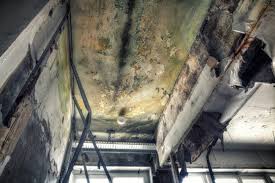 Best Black Mold Removal  in Pen Argyl, PA